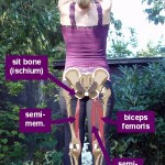 Hamstrings