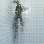 Eucalyptus in the shower